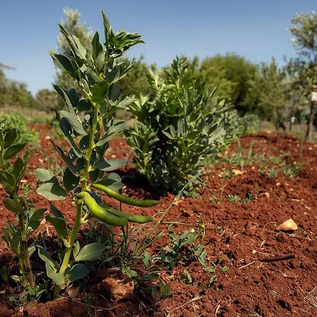 Trulli Li Cridd Vila